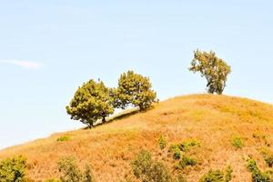 Trees on the hill photo