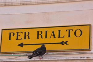 Pigeon next to the sign photo