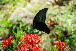 Butterfly on the flower photo