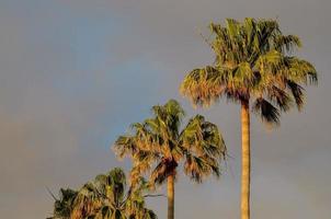 Tall palm trees photo