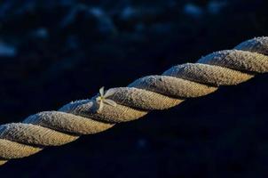 White nautical rope photo