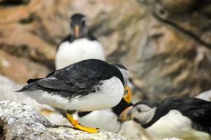 Cute puffin close-up photo