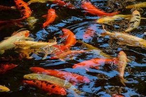 Fishes in aquarium photo