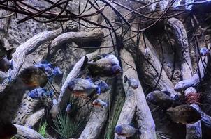 Fishes in aquarium photo