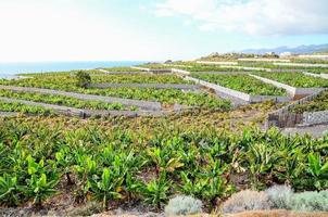 Field of crops photo