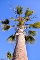 Tropical palm trees photo