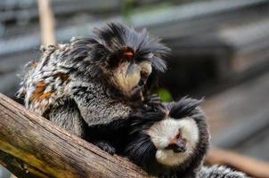 Monkeys at the zoo photo