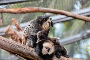 Monkeys at the zoo photo