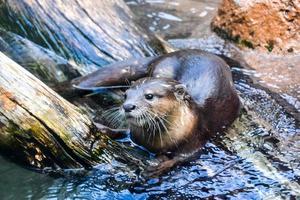 Otter at the zoo photo