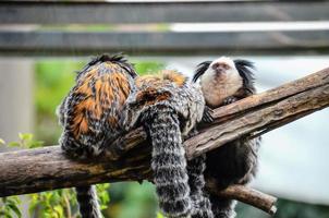 Monkeys at the zoo photo