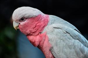 Galah bird at the zoo photo