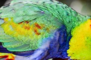 Colorful bird feathers photo