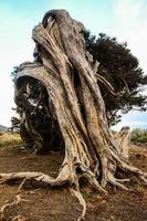 Twisted tree trunk photo