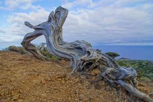 Twisted tree trunk photo