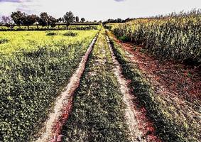 Farm road in summer photo