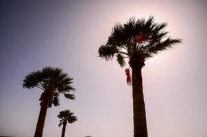 Tropical palm trees photo