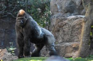 Gorilla at the zoo photo