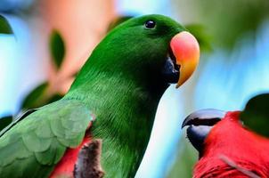 verde y rojo loro foto