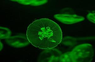 Jellyfish in the aquarium photo