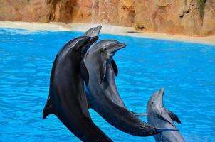 Dolphins at the aquarium photo