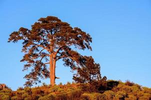 árbol en la colina foto