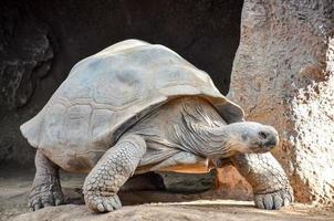 Tortoise at the zoo photo
