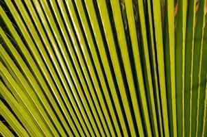 Green palm leaf photo