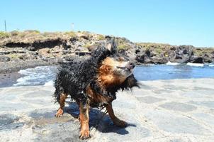 Dog shaking off water photo
