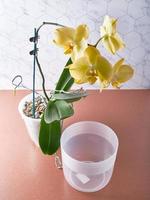 Beautiful yellow orchid and pots, pots for transplanting orchids. Tropics houses concept photo