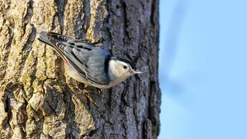 Close up shot of Nuthatch bird on a tree trunk photo