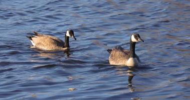 Two Canadian wild goose swimming in the lake.
