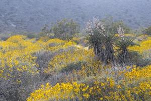 yuca plantas en el medio de flores silvestres a misión Arroyo preservar en California.