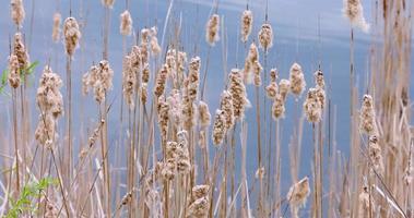 Tall dry feather grass plants by the lake shore video