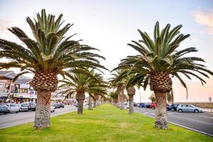 Palm trees on the strip photo