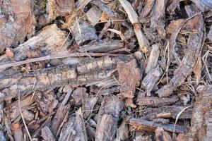 Pile of wood photo