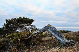 Twisted tree trunk photo