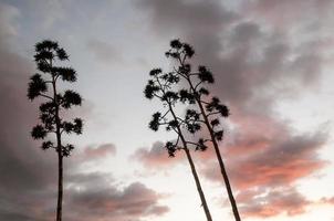 Trees and cloudy sky photo