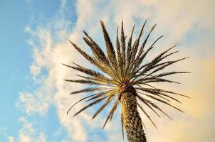 alto palma árbol foto