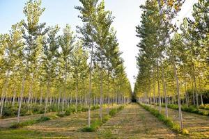 Trees in the forest photo