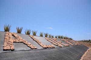 Aloe Vera farm photo