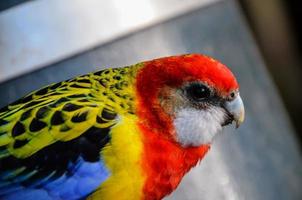 Eastern rosella bird photo