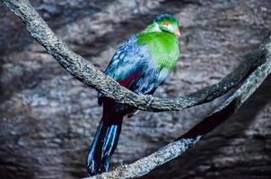 Colorful bird at the zoo photo