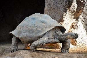 Tortoise at the zoo photo