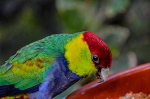 Red capped parakeet photo