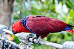 Red parrot at the zoo photo