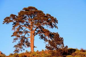 Tree on the hill photo