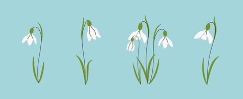 Set of snowdrops flowers. Spring wildflower. Beautiful nature herb. Blossom plant. Holiday floral decor. Hand drawn vector illustration.