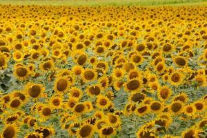 Sunflower field in summer photo