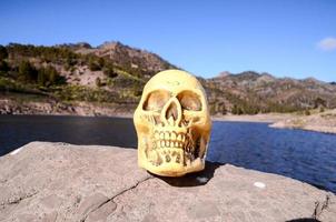 cráneo en una roca foto