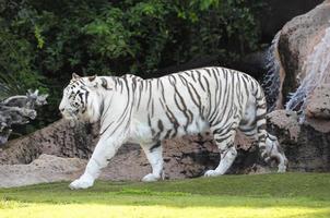 White tiger in the zoo photo